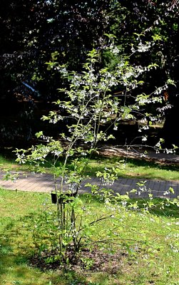 Halesia carolina - halézie karolínská - kvetoucí habitus